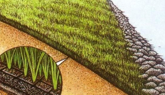 三維植被網(wǎng)